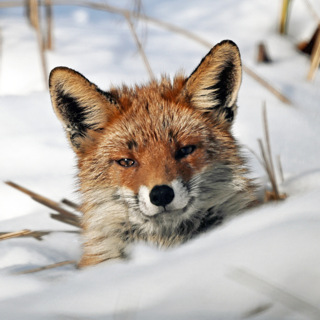 Fuchs01q2 | greenwatching-with-luci - Realisiert mit Pictrs.com