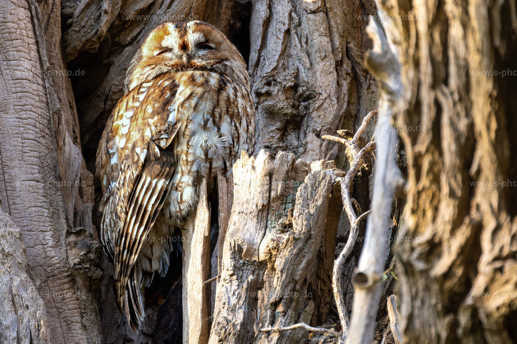 Bernd, der Waldkauz | Waldkauz vor seiner Höhle - Realisiert mit Pictrs.com