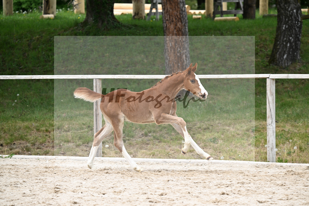 Kat-Nr. 30 HF Ermitage Kalone x Plot Blue_Kornes_24260839 | hf-fotografie - Realizzato con Pictrs.com
