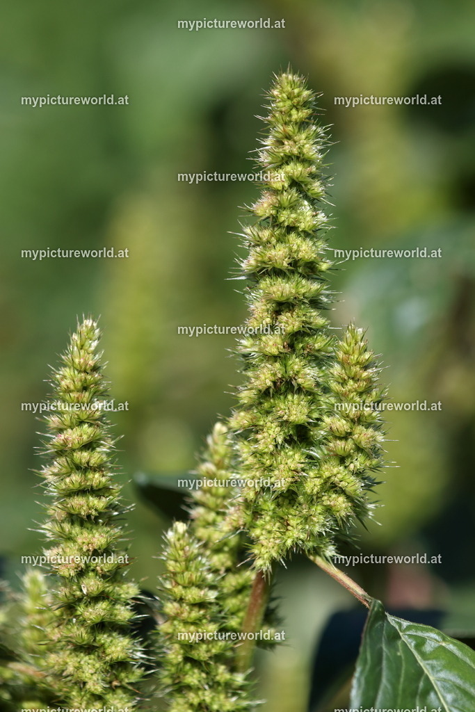 Rauhaariger Amarant-002 | Das Bilderarchiv über Tiere, Planzen und Landschaften. In der Bilddatenbank finden Sie ein große Auswahl an hochwertigen Bilder für Ihre Werbung - Realized with Pictrs.com