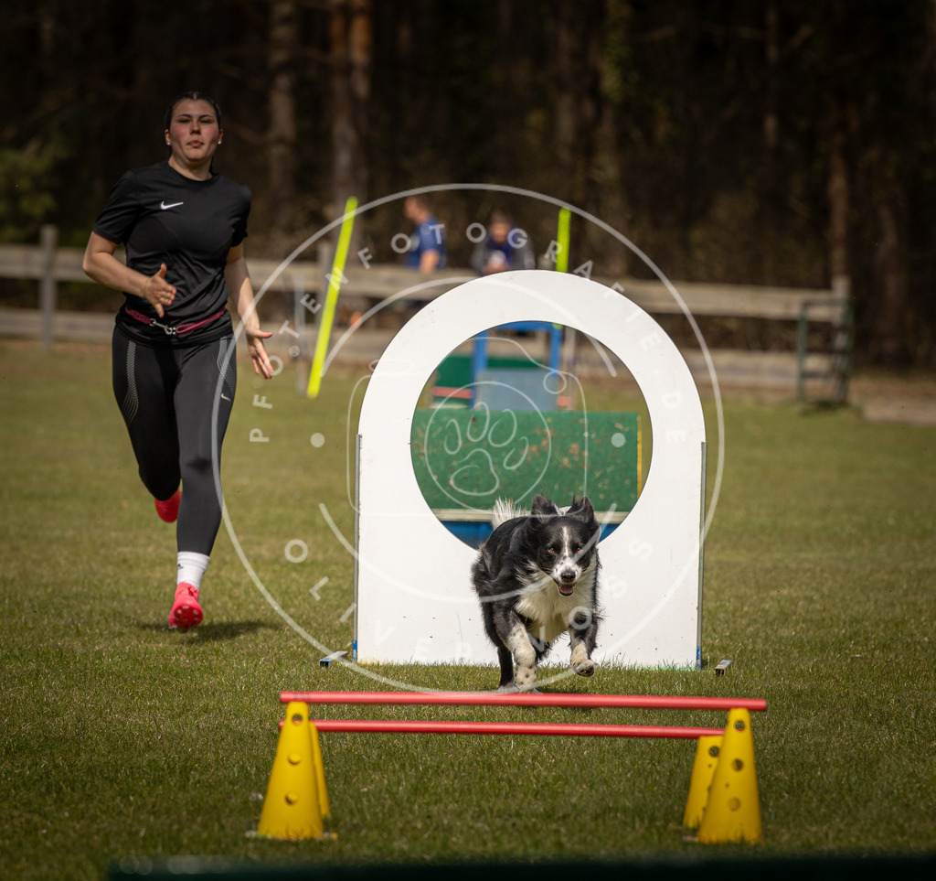 Pfotenfotografie_DV3A5985 | Hundefotografie, Tierfotograf, Pfotenfotografie, Fotoshooting Hund, Hunde Portrait, Hundesport, Hundeportraits, Heideshooting, Hunde, Sportfotograf, Hundefotograf, Turnierhundsport, THS,  - Realisiert mit Pictrs.com