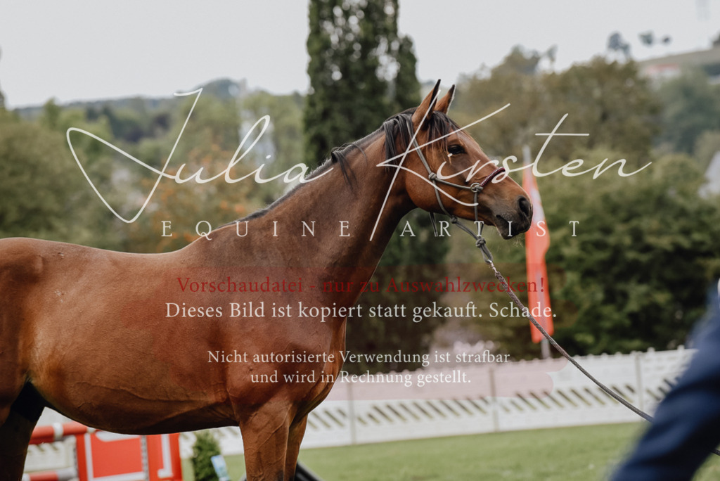 DSC_3994 | Pferde- und Turnierfotografie in Westsachsen. Pferdeportraits, Auftragszeichnungen und intuitive Kunst.