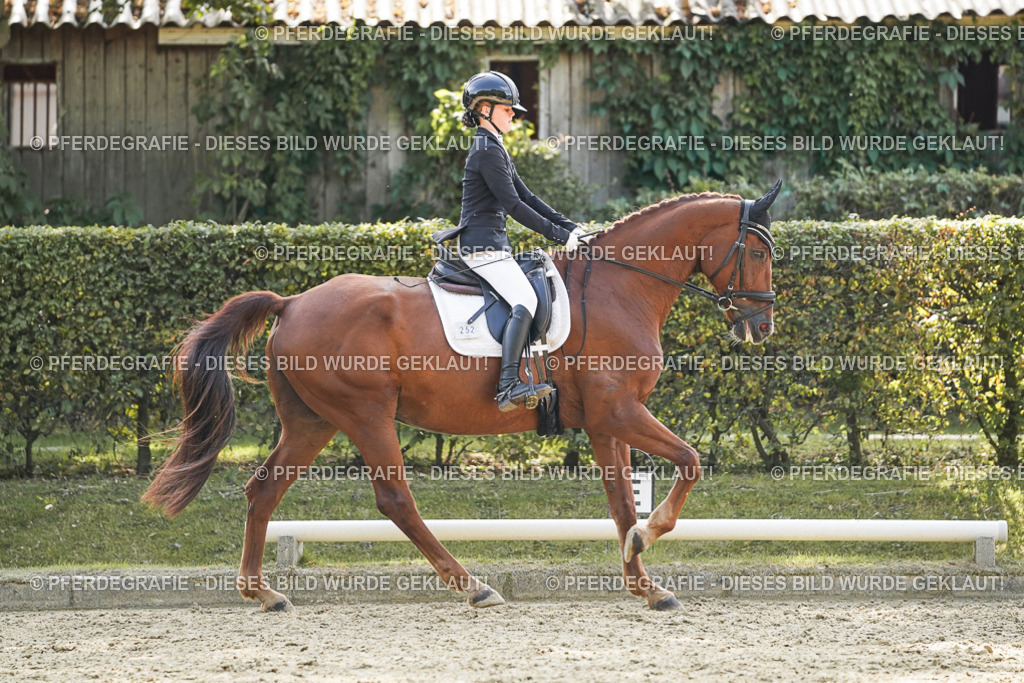 DSC08561 | Pferdegrafie