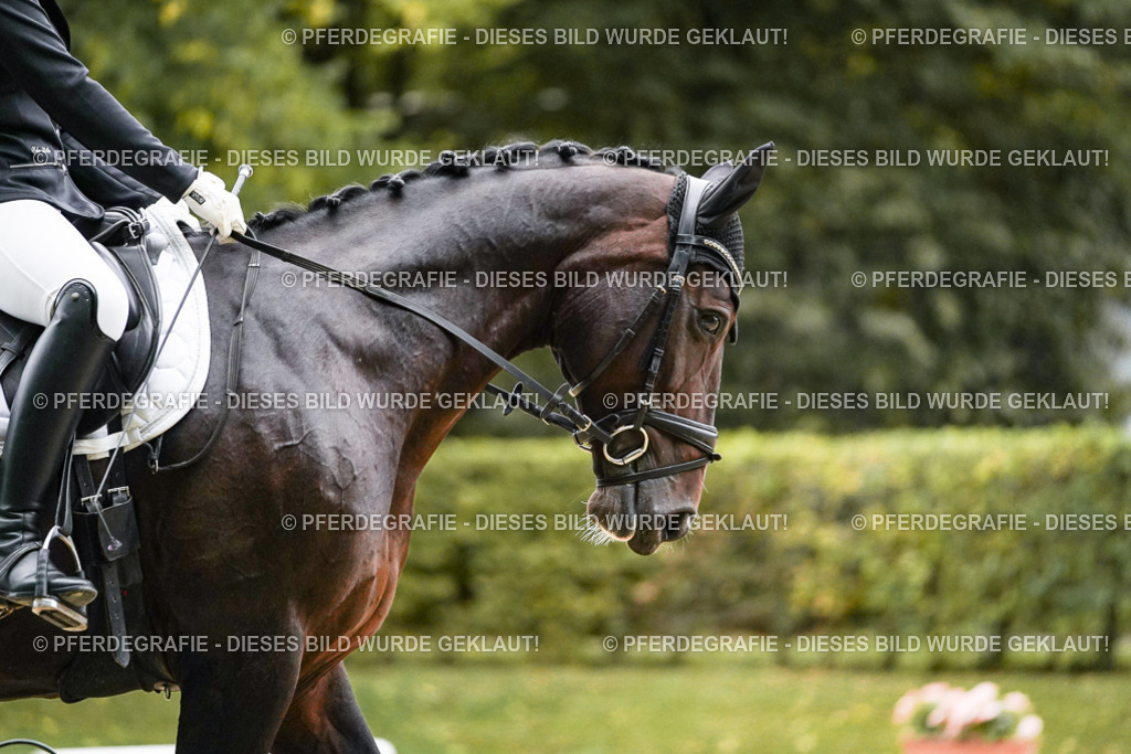 DSC06707 | Pferdegrafie