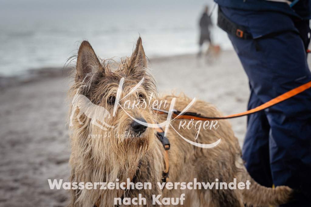 1130_ZZ98840 | kk-dogfotos