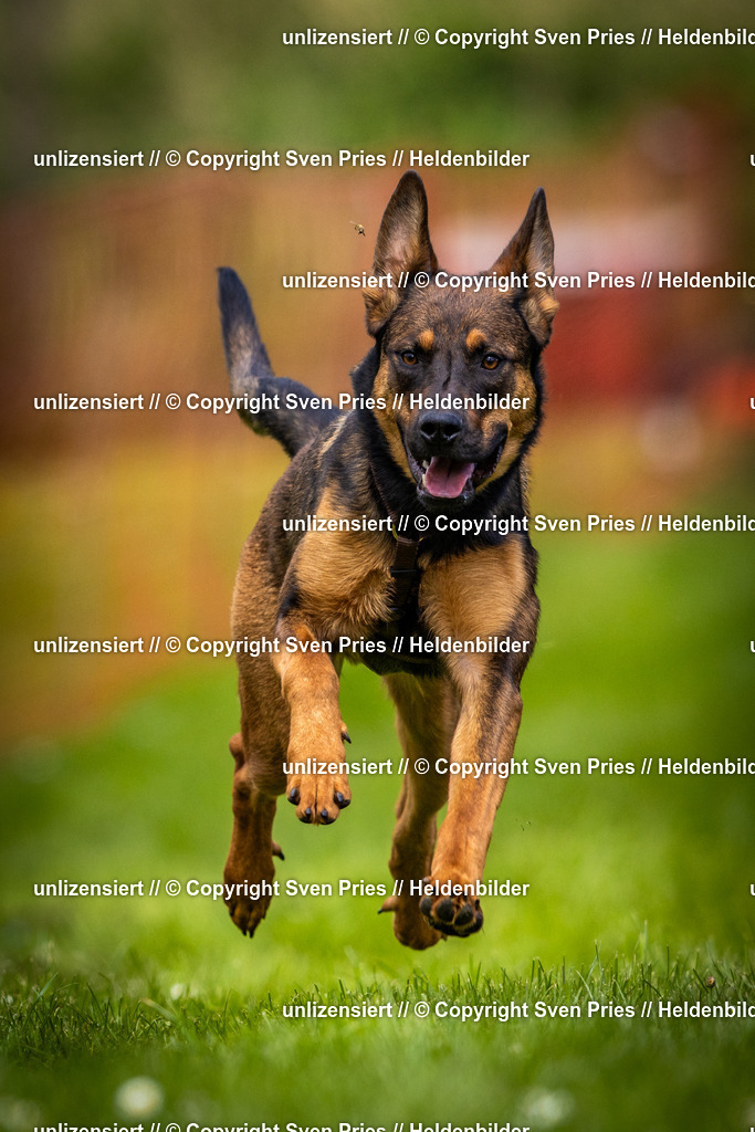 Sven Pries | 2025-04-13 - Hunderennen Baden-Baden - Realisiert mit Pictrs.com