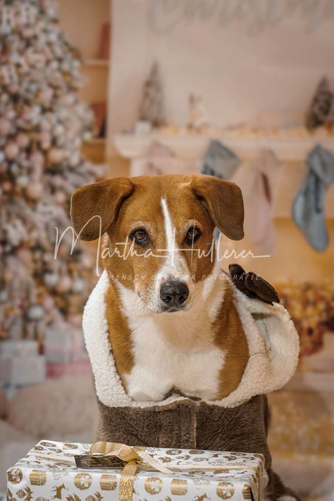 Weihnachts Minis  | Emotionale Mensch und Tier Fotografin. Aus Gösing am Wagram, zwischen Tulln und Krems an der Donau. 