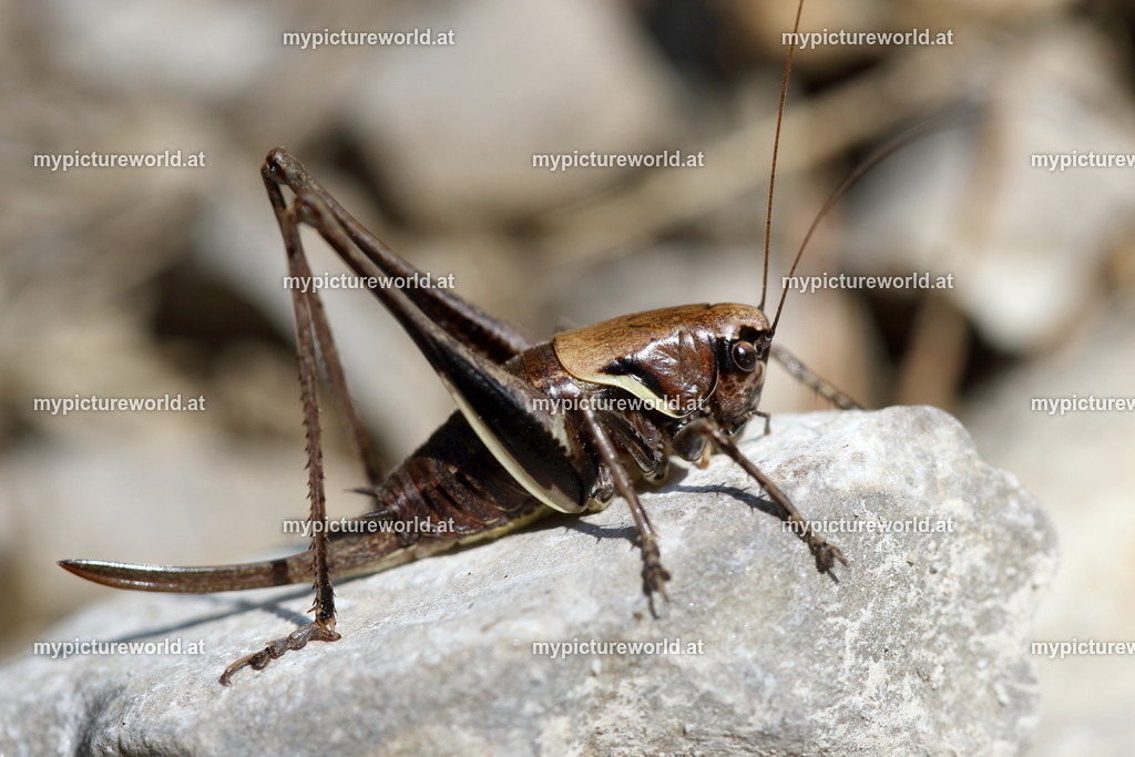 Pholidoptera aptera-001 | Das Bilderarchiv über Tiere, Planzen und Landschaften. In der Bilddatenbank finden Sie ein große Auswahl an hochwertigen Bilder für Ihre Werbung - Realisiert mit Pictrs.com