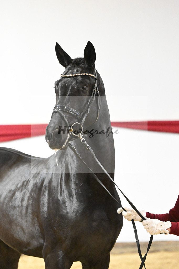 Kat-Nr. 55 v. DSP Bohemian_Casper_63221513 | hf-fotografie - Realizzato con Pictrs.com