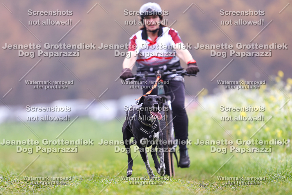 Dog Paparazzi - Visbeck 25 -210 | Dog Paparazzi Jeanette Grottendiek Fotografie & Videografie - Realisiert mit Pictrs.com