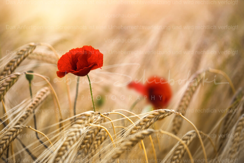 Die Zeit vergeht zu schnell | Exklusive Naturfotografie für stilvolle Wanddekoration ★ Premium Wandbilder Made in Germany ✔️ FineArt Drucke & Downloads ✔️ Brillante Farben, höchste Qualität & weltweiter Versand ✔️ - Realisiert mit Pictrs.com