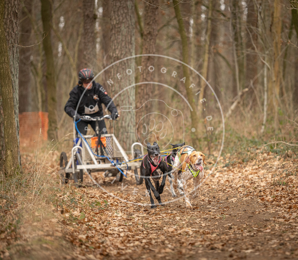 Pfotenfotografie_DV3A8731 | Hundefotografie, Tierfotograf, Pfotenfotografie, Fotoshooting Hund, Hunde Portrait, Hundesport, Hundeportraits, Heideshooting, Hunde, Sportfotograf, Hundefotograf, Turnierhundsport, THS,  - Realisiert mit Pictrs.com