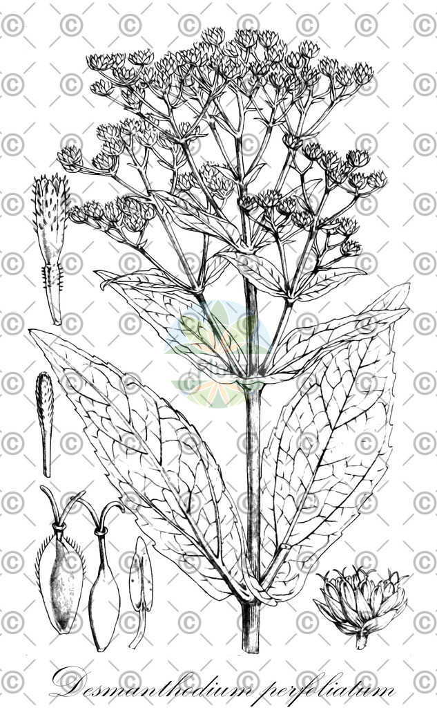 HistAbb_7NVWD_2_ENZY_Simple | Historische Abbildung von Desmanthodium perfoliatum - Asteraceae | Historical Illustration of Desmanthodium perfoliatum - Asteraceae