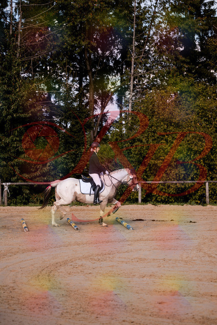2026_10_03_Siefer-Hof_144156_Z81_14423519 | Professionelle Reitsport-, Turnier- und Eventfotografie von Robert Broda. Galerien mit ausgewählten und bearbeiteten Bildern direkt online ansehen und bestellen.