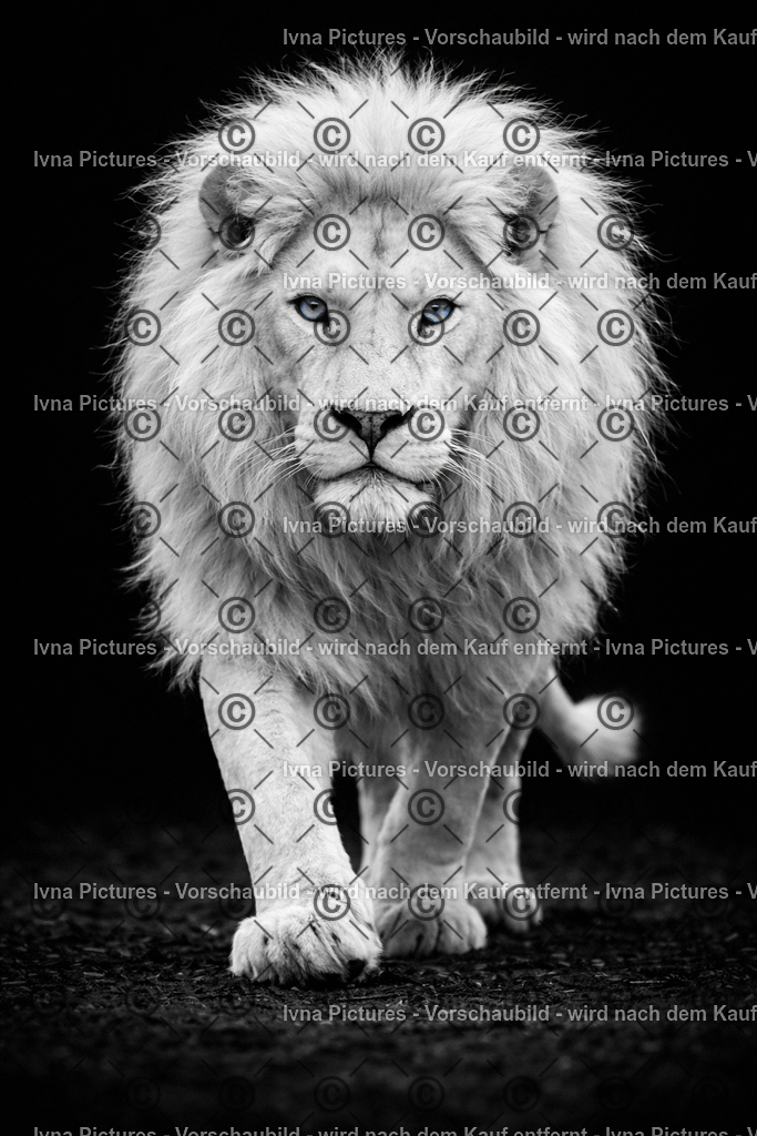 Albino Löwe im dramatischen Blick | Ivna Pictures - Realisiert mit Pictrs.com
