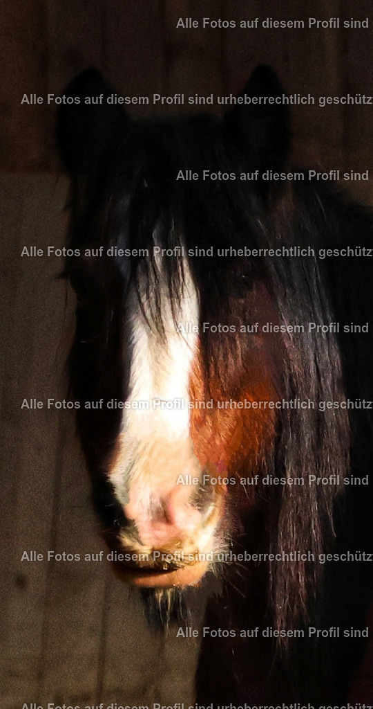 20240127135132_0C4A0381_2-01_2 | krollfotografie - Realisiert mit Pictrs.com