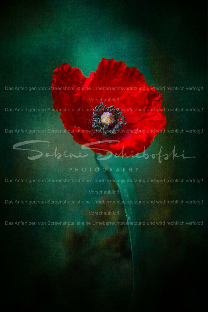 Wandbild Mohn | People- und Tierfotografie, Imageaufnahmen, Veranstaltungsfotografie und Wandbilder aus der Natur ★ Made in Germany ✔️ Druck + Downloads ✔️ Naturfotografie in Top Qualität ★ schneller Versand, weltweite Lieferung! - Realisiert mit Pictrs.com