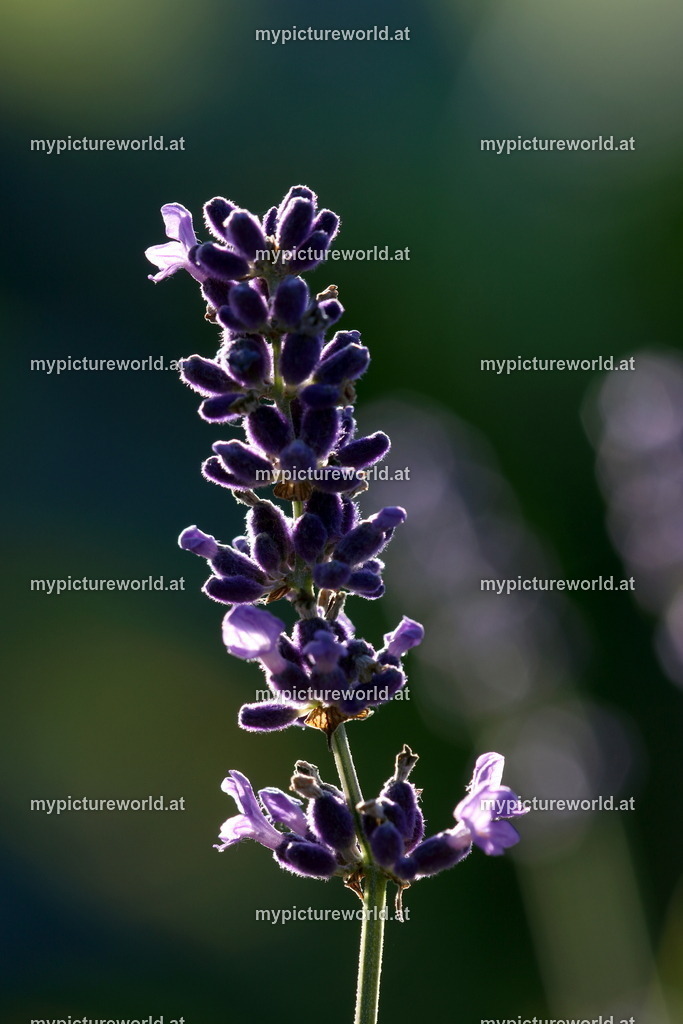 Echter Lavendel-005 | Das Bilderarchiv über Tiere, Planzen und Landschaften. In der Bilddatenbank finden Sie ein große Auswahl an hochwertigen Bilder für Ihre Werbung - Realisiert mit Pictrs.com