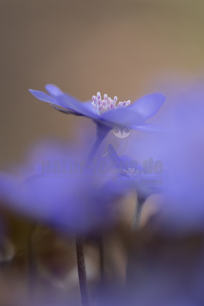 20220312112534 | Das Leberblümchen (Hepatica nobilis) ist ein typischer Frühlingbote. Im März, wenn Brauntöne noch das Bild des Waldes beherrschen, sind die zarten blauvioletten Blüten am Waldboden das erste Zeichen des einsetzenden Frühlings. Die hübschen Pflanzen nutzen die Zeit, bevor die Blätter der Bäume austreiben und ihnen das Licht rauben. Die Lebensdauer der Blüten beträgt etwa acht Tage. Mitte April ist ihre Blütezeit bereits abgeschlossen. - Realisiert mit Pictrs.com
