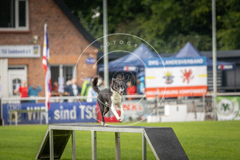 Pfotenfotografie_DV3A4951 | Hundefotografie, Tierfotograf, Pfotenfotografie, Fotoshooting Hund, Hunde Portrait, Hundesport, Hundeportraits, Heideshooting, Hunde, Sportfotograf, Hundefotograf, Turnierhundsport, THS,  - Realisiert mit Pictrs.com