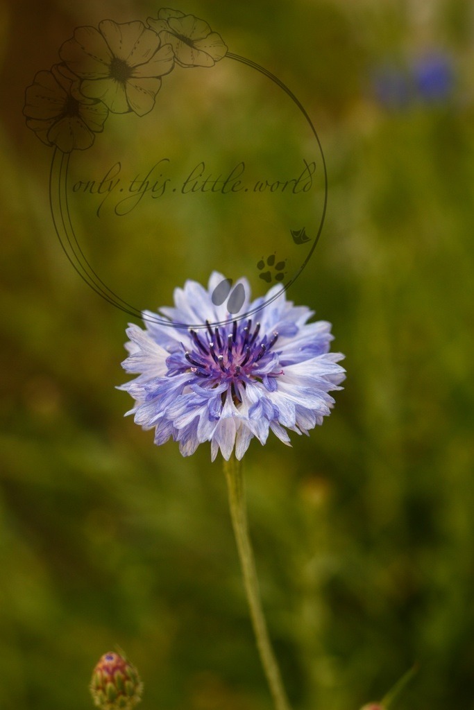 IMG_3300-01 | only.this.little.world - Realisiert mit Pictrs.com