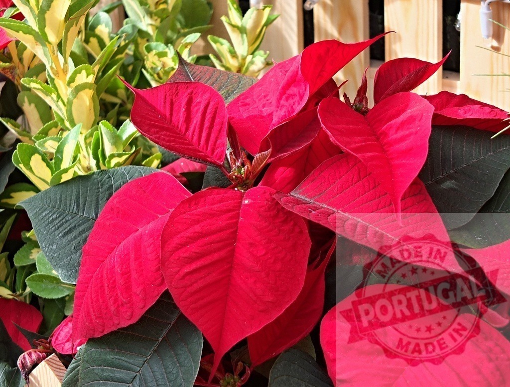Red poinsettia plant with vibrant leaves growing in a wooden box | Close-up of a vibrant red poinsettia plant, symbolizing the festive spirit of Christmas - Realized with Pictrs.com