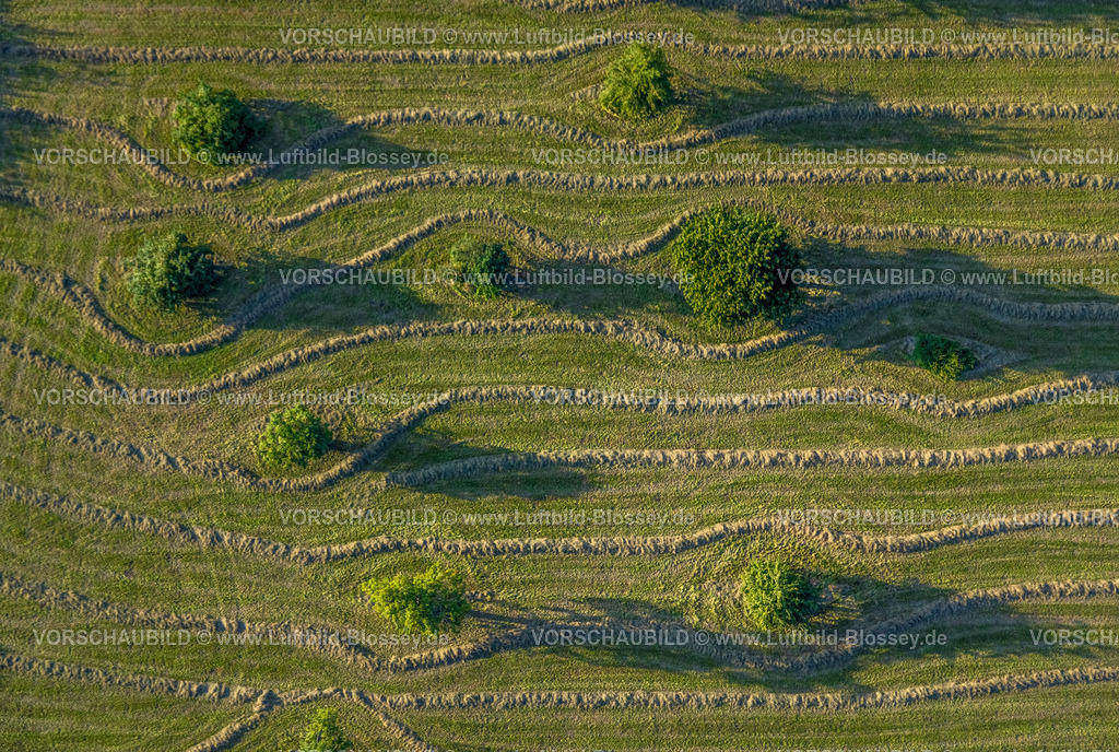 Werl230807340 | Luftbild, Bäume auf einer Wiese in einem Garten an der Antoniusstraße, Sönnern, Werl, Werl-Unnaer Börde, Nordrhein-Westfalen, Deutschland