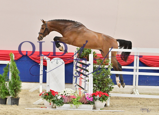 90 DE418184002920 HM Conthargos - Cassini I _ Con AirDSC_2198_s | <meta name="description" content="★Offizieller Merchandise und Foto-/Videostore des Oldenburger Verbandes.★ ✅Jetzt auch digital Ausdrucke erhältlich." />
<meta name="keywords" content="Merchandise Foto-/Videostore Oldenburger Verband Photographie 