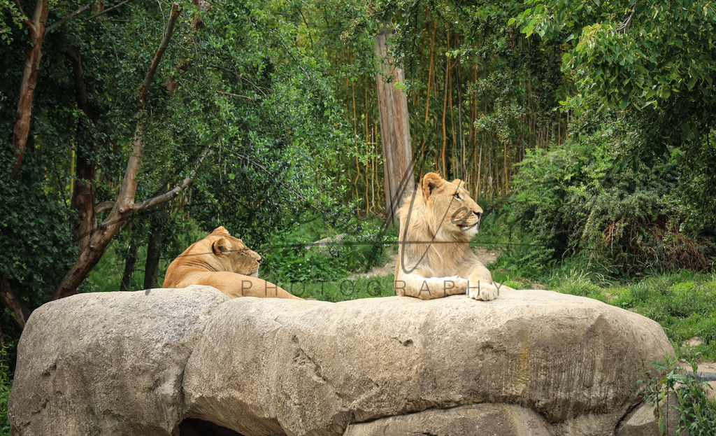 Löwenportrait | Zoobesuch leipzig 2022 - Realisiert mit Pictrs.com