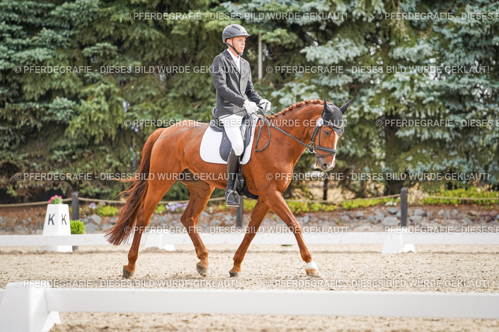 DSC01603 | Pferdegrafie