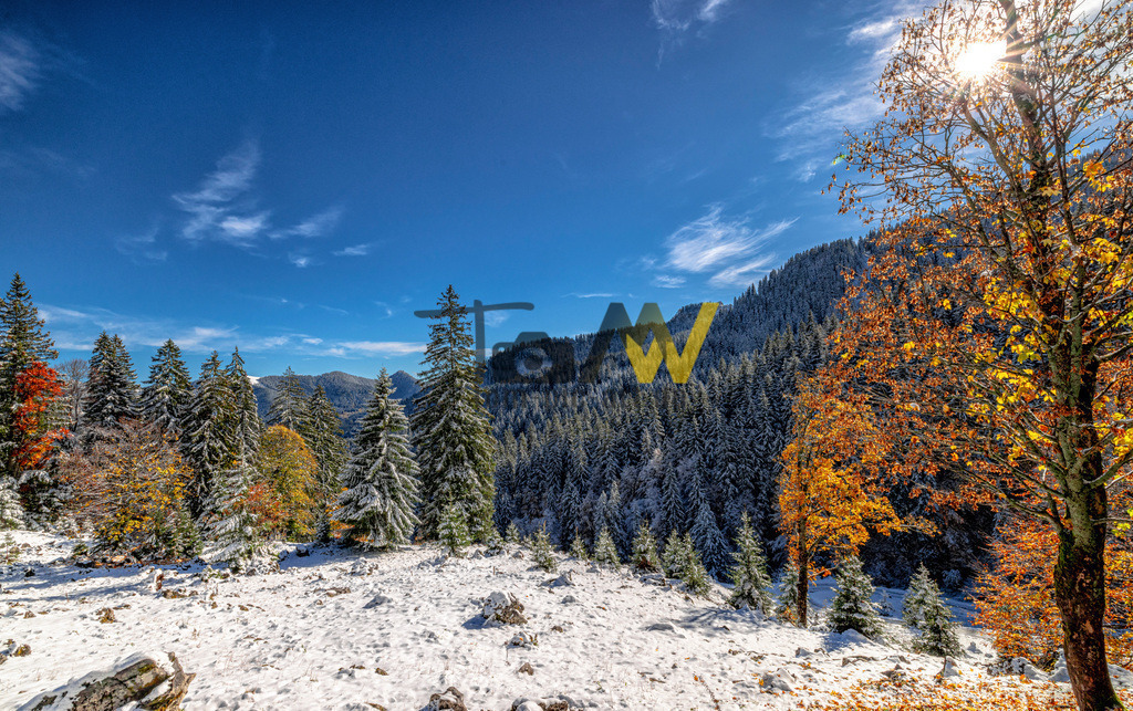 Schnee im Herbst am Tegernsee--magische Farben------Winter | Die herbstliche Jahreszeit ist noch mittendrin, dann fällt der erste Schnee.Tolles Farbenspiel.Schöne herbstfarben im Winter.Das Bild zeigt eine malerische Winterlandschaft in einer Bergregion.Der Vordergrund ist mit Schnee bedeckt, während die Nadelbäume im Hintergrund ebenfalls verschneit sind.Im mittleren Bereich des Bildes gibt es Bäume, die noch herbstliche Farben zeigen (Gelb, Orange und Rot).Der Himmel ist strahlend blau mit einigen weißen Wolken, und die Sonne scheint hell durch die Bäume auf der rechten Seite.Die Szene fängt den Übergang der Jahreszeiten von Herbst zu Winter ein, mit einer Mischung aus Schnee und buntem Laub. - Realisiert mit Pictrs.com