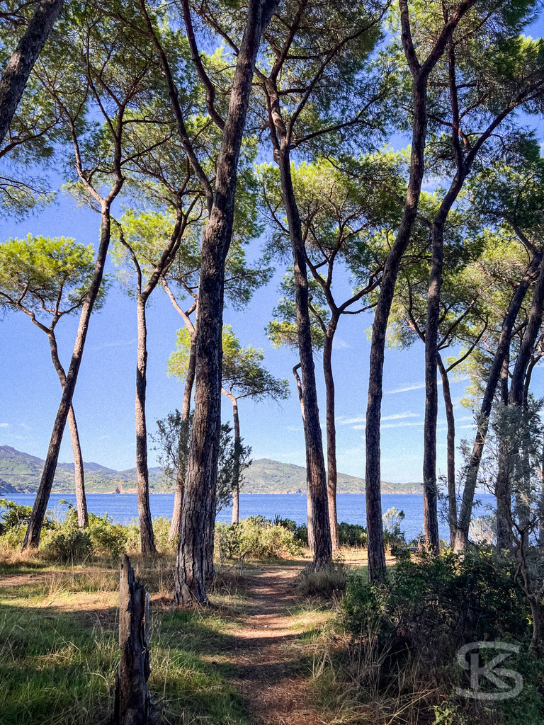 Mediterraner Küstentraum: Pinien am Meer, Spiaggia di Istia, Elba – Wandbild | Mediterrane Pinien am Ufer der Spiaggia Si Istia auf Elba, mit Blick auf das türkisblaue Meer, Küstenlandschaft im Hintergrund - Realisiert mit Pictrs.com