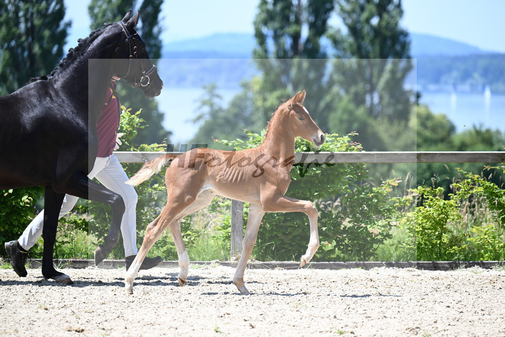Escolar x Le Vivaldi_HF_Eder_19240464 | hf-fotografie - Realisiert mit Pictrs.com