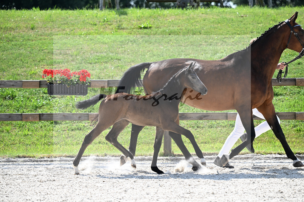 Kat-Nr. 40 Cashmoaker x Quidam de Revel_SF_Fischer_15251201 | hf-fotografie - Realisiert mit Pictrs.com