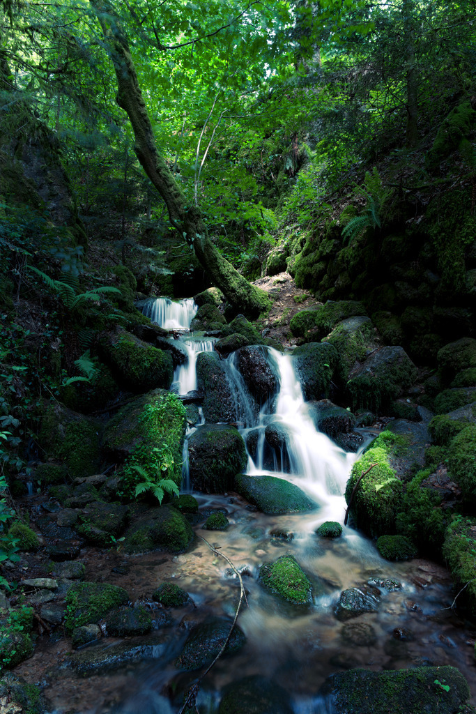 DSCF6198-Bearbeitet-1 | Tier- & Landschaftsfotografie und Porträtshootings. Entdecke einzigartige Fotokunst als Wandbild, Tasse oder Mauspad – mit Leidenschaft fotografiert - Realisiert mit Pictrs.com