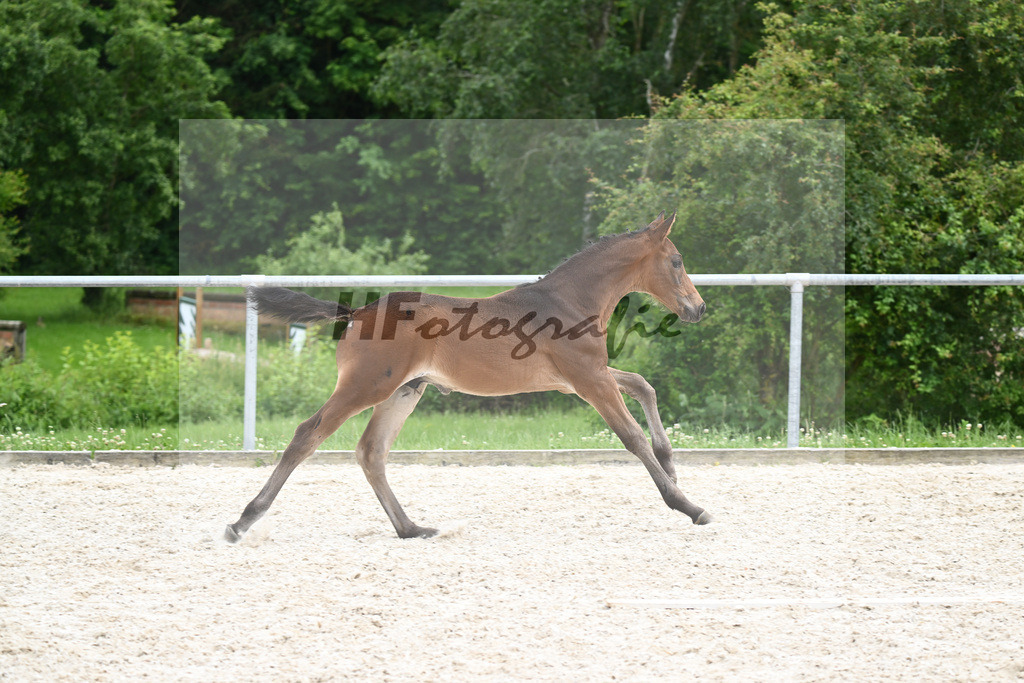 Covalliero x Lone Star_HF_Trukenbrod_20240966 | hf-fotografie - Realizzato con Pictrs.com