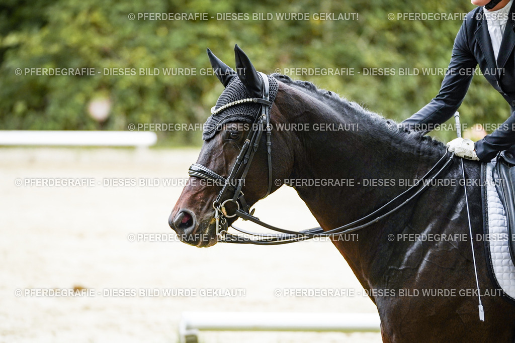 DSC09223 | Pferdegrafie