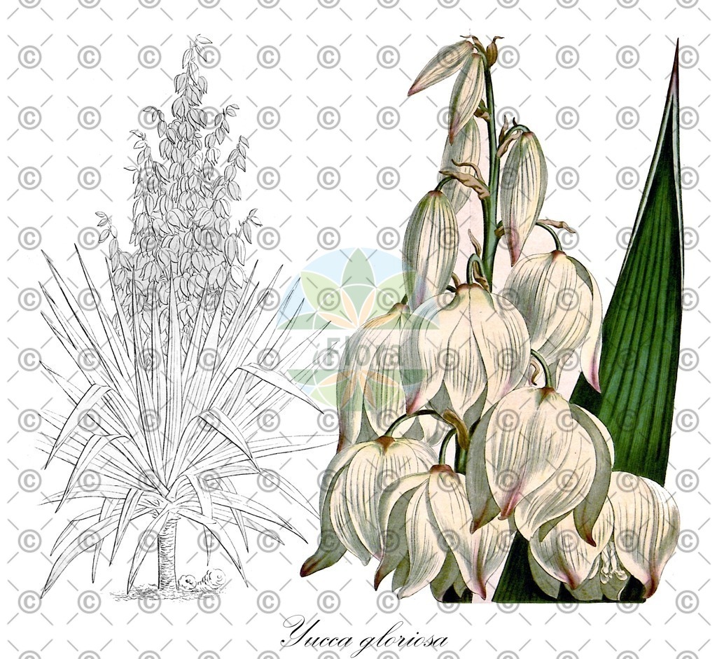 HistAbb_wfo-0001137731_1_ENZY_Simple | Historische Abbildung von Yucca gloriosa - Asparagaceae | Historical Illustration of Yucca gloriosa - Asparagaceae