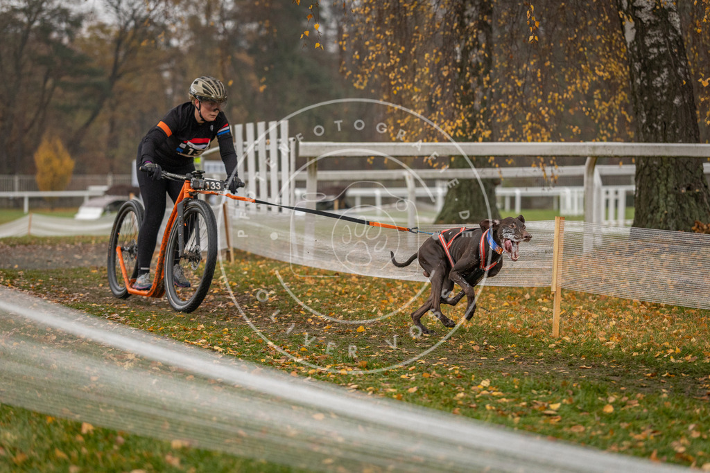 CaniXpix_DV3A8028 | Hundefotografie, Tierfotograf, Pfotenfotografie, Fotoshooting Hund, Hunde Portrait, Hundesport, Hundeportraits, Heideshooting, Hunde, Sportfotograf, Hundefotograf, Turnierhundsport, THS,  - Realisiert mit Pictrs.com