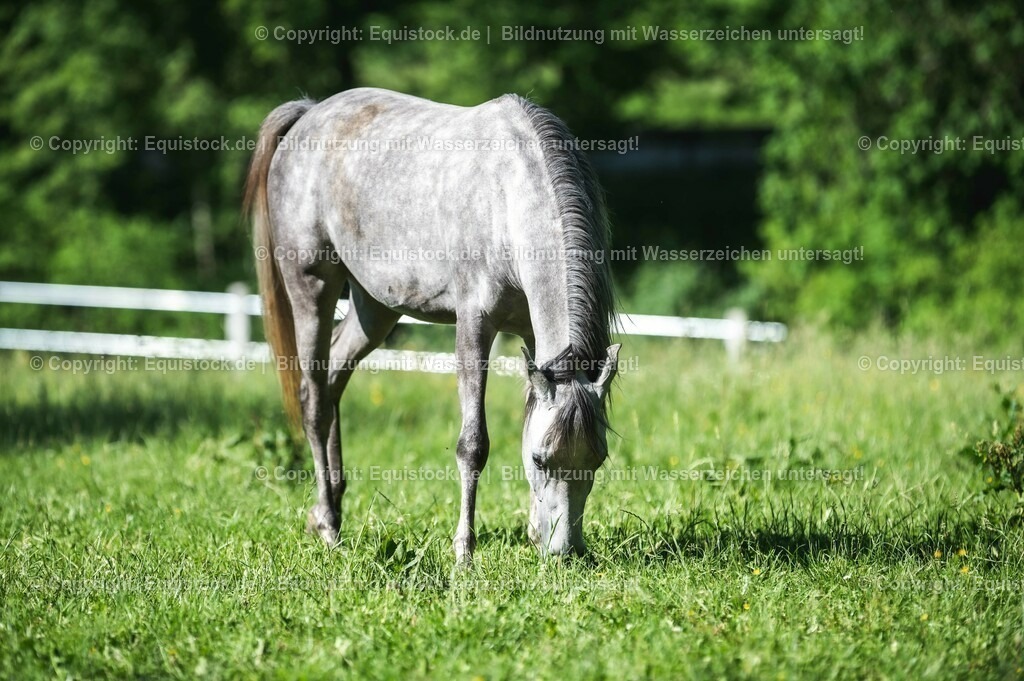 20210617_Araber_Marbach_Koppel_0011 | Foto: Thomas Hartig