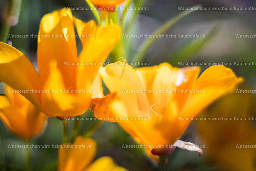 Das goldene Glück der Sonne | Die Botschaft zum Bild lautet: Gespeicherte Energie der Sonne, umgesetzt in Farbe, aktiviert dein goldenes Potential für Fülle. Im Grunde gehört dieses Bild in jedes Haus als Segen für Fülle und Wohlstand, mit Leichtigkeit verbundenem Wohlstand. Mögest Du gesegnet sein voller Fülle, Liebe, Wohlstand und Gesundheit. - Realisiert mit Pictrs.com