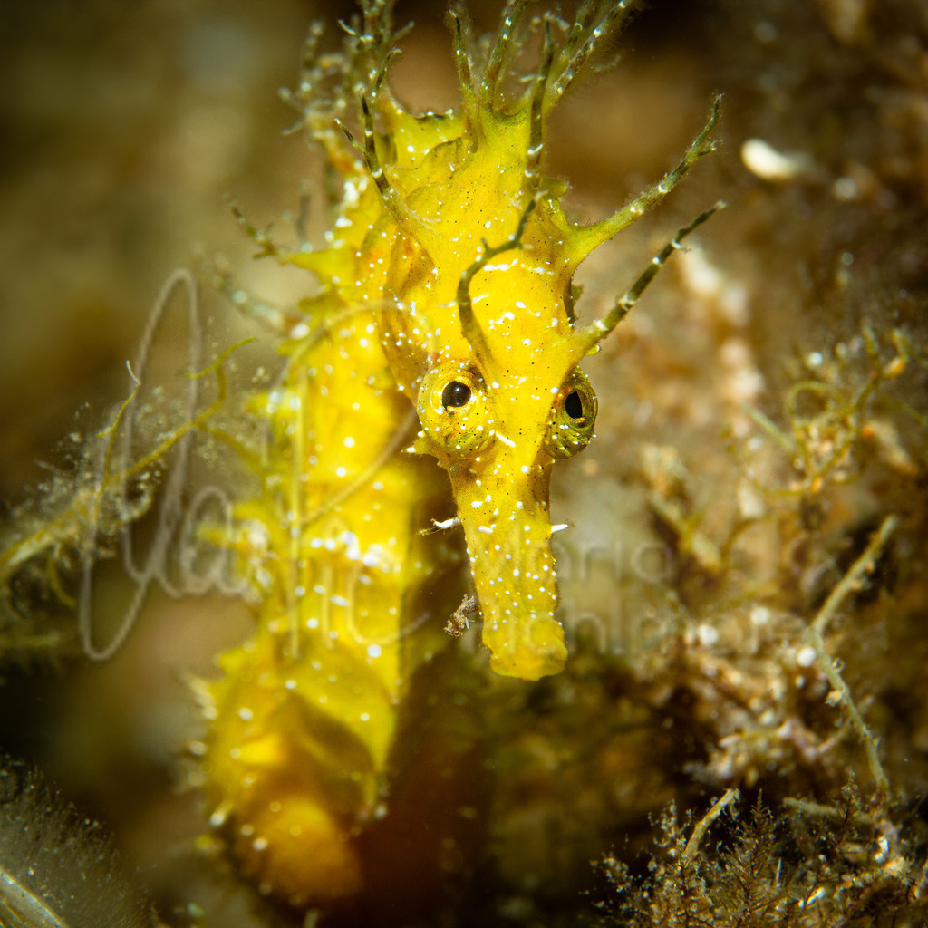 hippocampus guttulatus | "Grisu" - Realisiert mit Pictrs.com