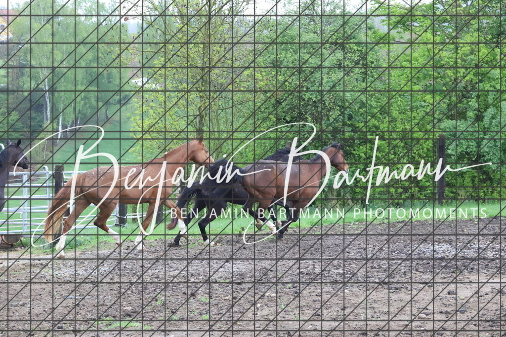 IMG_4261 | Benjamin Bartmann Photomoments