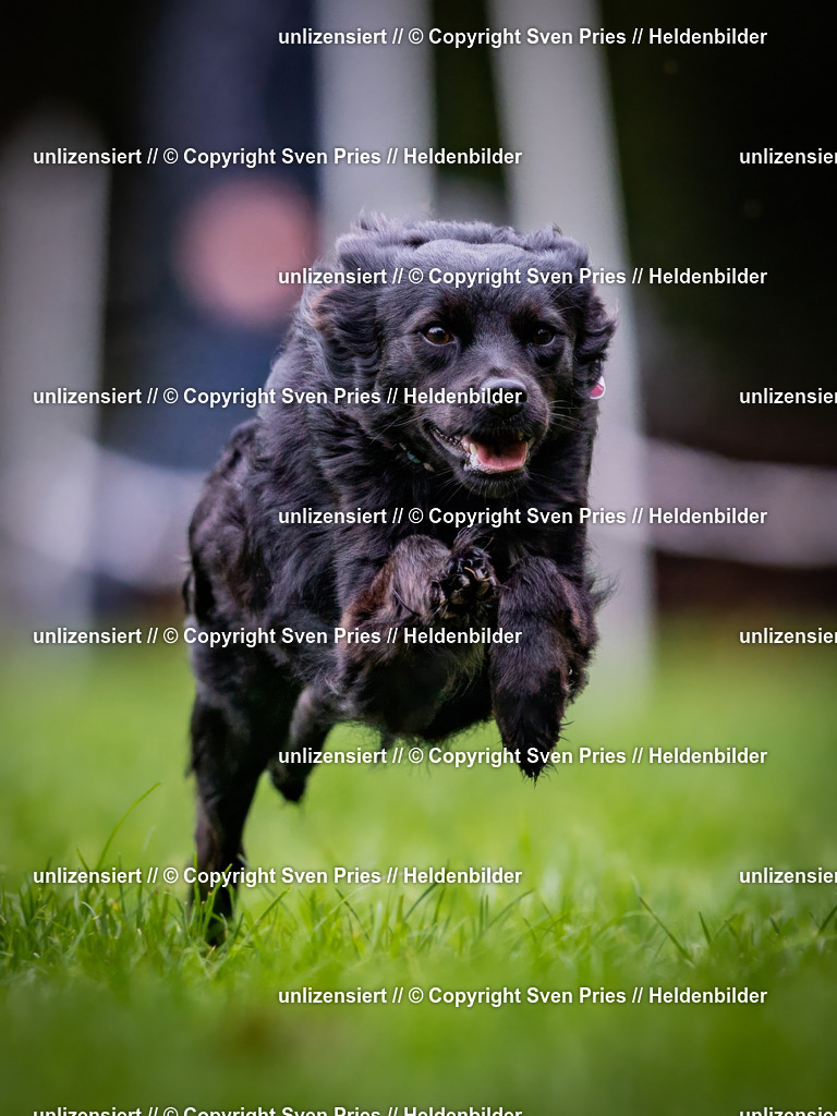 Sven Pries | 2024-10-19 - Hunderennen Ober-Grombach - Realisiert mit Pictrs.com