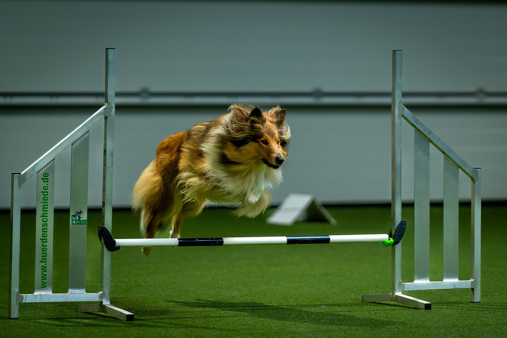 allesWIRTHgut Tierfotografie - 7IV02828-Verbessert-RR | Professionelle Tierfotografie in Mönchengladbach von Daniel Wirth (allesWIRTHgut). Liebevolle & natürliche Bilder von Hunden & Katzen für unvergessliche Erinnerungen.