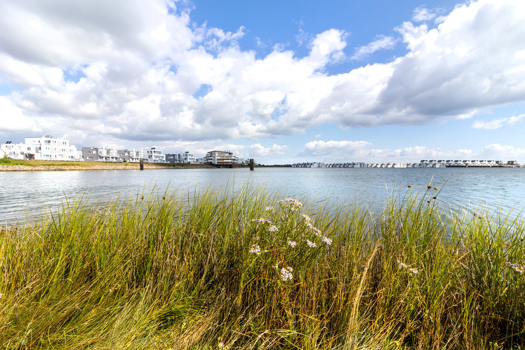 Wandbild: Schilf und Blumen im Uferbereich in Olpenitz | Dieses Wandbild im Querformat zeigt Schilf und Blumen im Uferbereich in Olpenitz. Die Ferienwohnungen in der Ferne spiegeln sich auf dem Wasser. Am blauen Himmel befinden sich sommerliche Wolken.  - Realisiert mit Pictrs.com