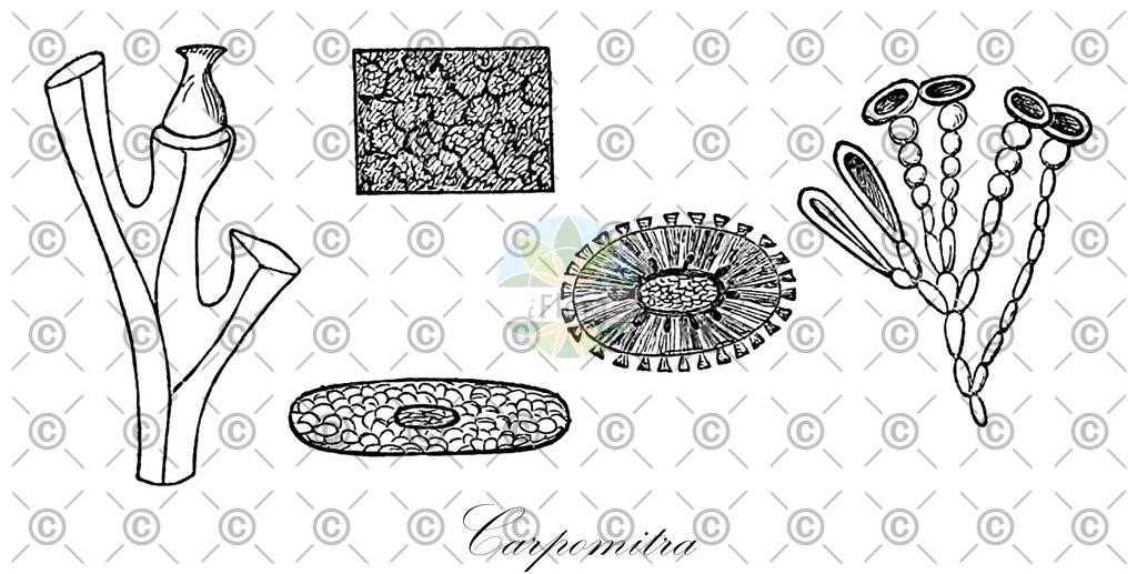 HistAbb_wfo-0000923787_1_ENZY_Simple | Historische Abbildung von Carpomitra - Sporochnaceae (0) | Historical Illustration of Carpomitra - Sporochnaceae (0)