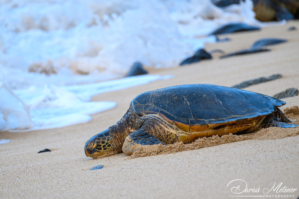 DSC_8207 | Fotografien, Fotos und Bilder aus Mainz, Frankfurt, Wiesbaden und anderen Orten auf der Welt - Fotografiert von Darius Metzner