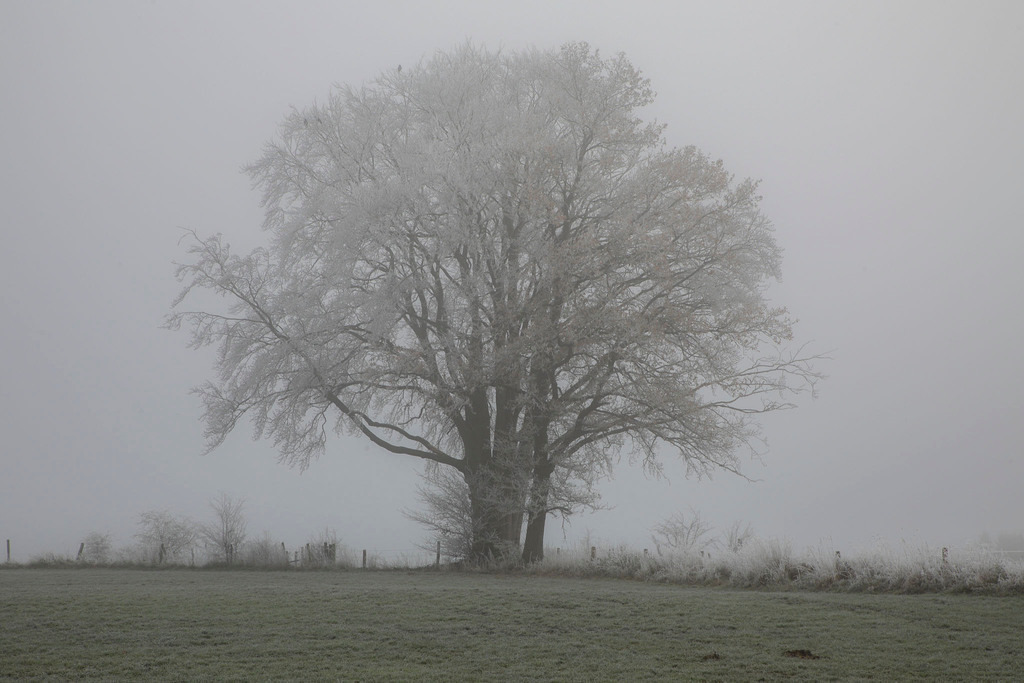 Raureif_Weisten_101222_20 | Bildergalerie von Sport-Ereignissen aber auch von weiteren spannenden Dingen - nicht nur vom Niederrhein. In Anlehnung an den bekannten Spruch von Hanns Dieter Hüsch heißt das Motto: "Niederrhein ist überall".  - Realisiert mit Pictrs.com