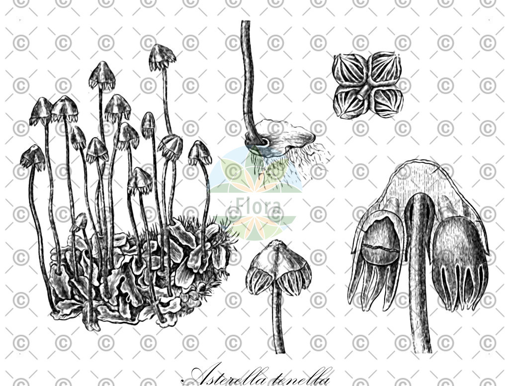 HistAbb_wfo-0000117194_1_ENZY_Simple | Historische Abbildung von Asterella tenella - Aytoniaceae | Historical Illustration of Asterella tenella - Aytoniaceae